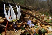 Primavera d'intorno brilla nell'aria !